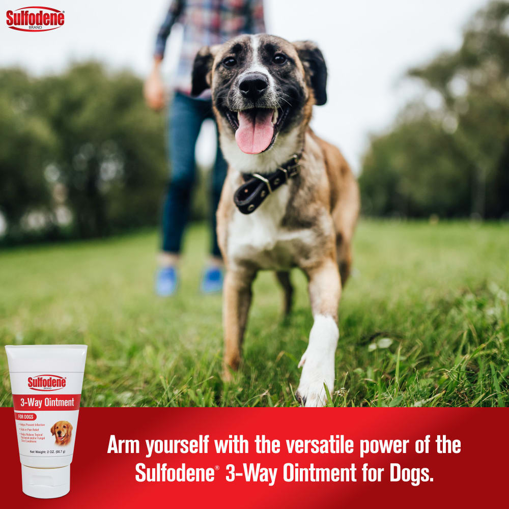 21-56954b-sd-3wayointment-dog-amazon-atf-image01-m1