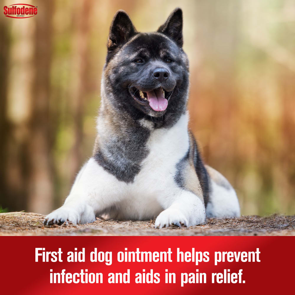 21-56954b-sd-3wayointment-dog-amazon-atf-image02-m1